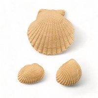 Wood Carved Decorative Shell set of 3 Pieces 6cm. X 6cm.