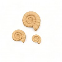 Wood Carved Decorative Shell set of 3 Pieces 6.5cm. X 5.5cm.