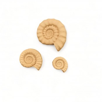 Wood Carved Decorative Shell set of 3 Pieces 6.5cm. X 5.5cm.